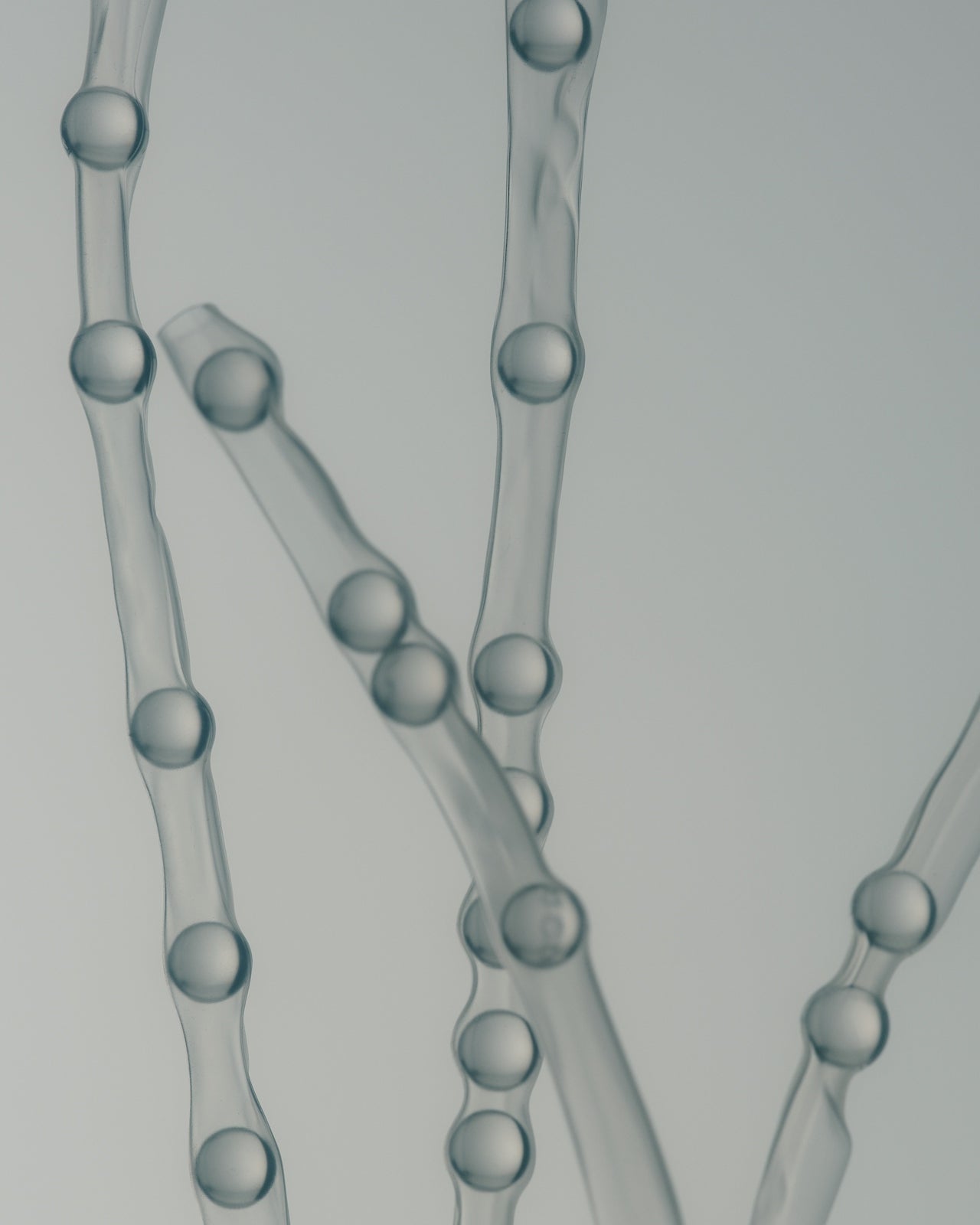 Transparent strands with spherical beads on a gray background